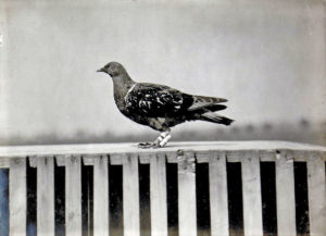 Почтовый голубь с прикрепленным к ноге донесением