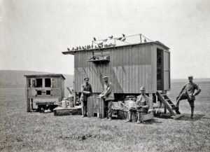 Стая, вернувшаяся в мобильную голубятню (Галицийский фронт, корпус Гоффмана, с. Нараев, 1917 год)