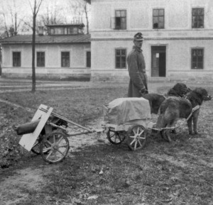 Перевозка 3,7-см пехотного орудия образца 1915 г. и боеприпасов к нему при помощи собак.