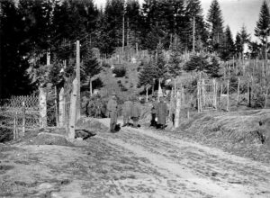 Австро-венгерские заграждения из колючей проволоки на дороге около Монте Ровер (Итальянский фронт)
